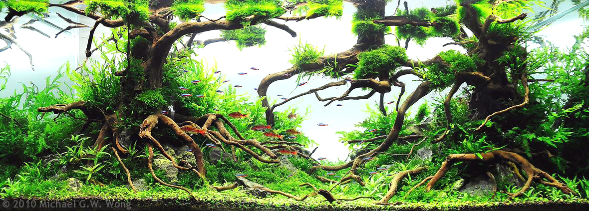 michael-g.w.-wong.jpg michael-g.w.-wong.jpg