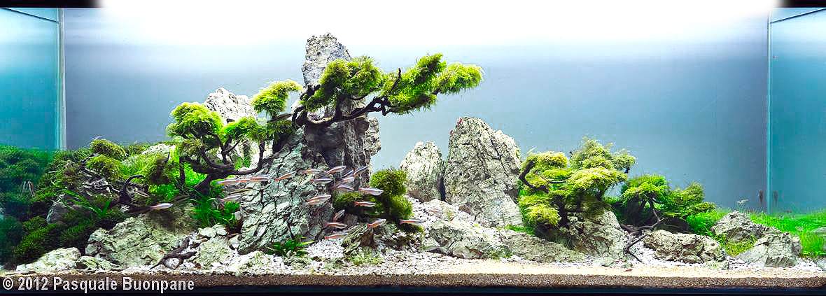 pasquale-buonpane.jpg pasquale-buonpane.jpg