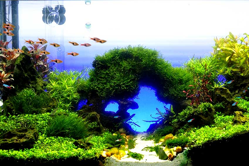 One of the best Planted Tanks I have seen. | Planted Tank