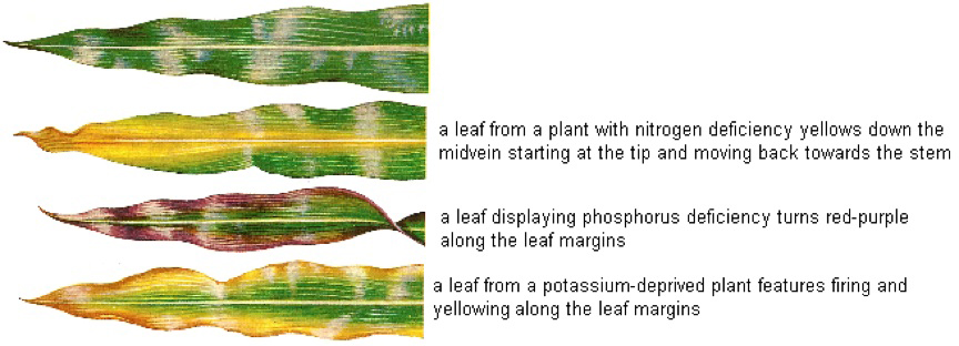 phosphorus deficiency in plants